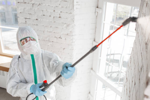 Best Attic Mold Removal  in Hurlburt Field, FL
