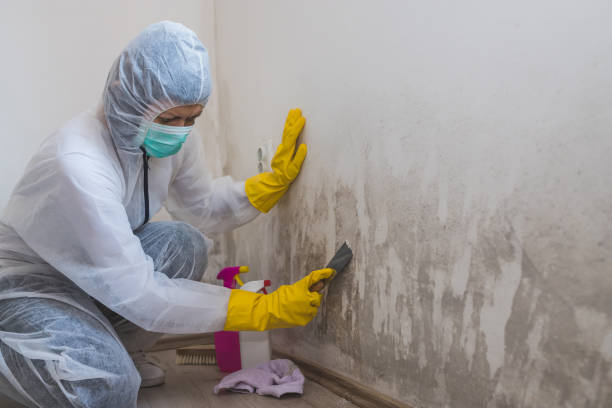 Best Residential Mold Inspection & Testing  in Hurlburt Field, FL