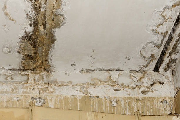 Best Mold Damage Restoration  in Hurlburt Field, FL