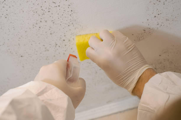 Best Industrial Mold Remediation  in Hurlburt Field, FL