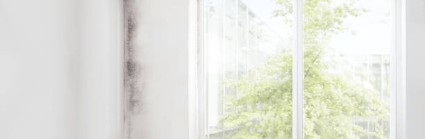Best Mold Remediation for Healthcare Facilities  in Hurlburt Field, FL