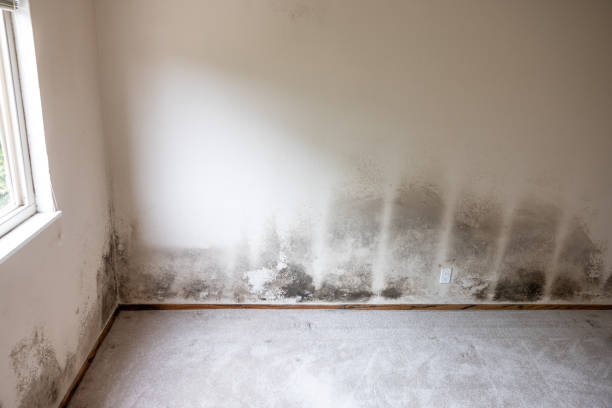 Best Biohazard Mold Removal  in Hurlburt Field, FL