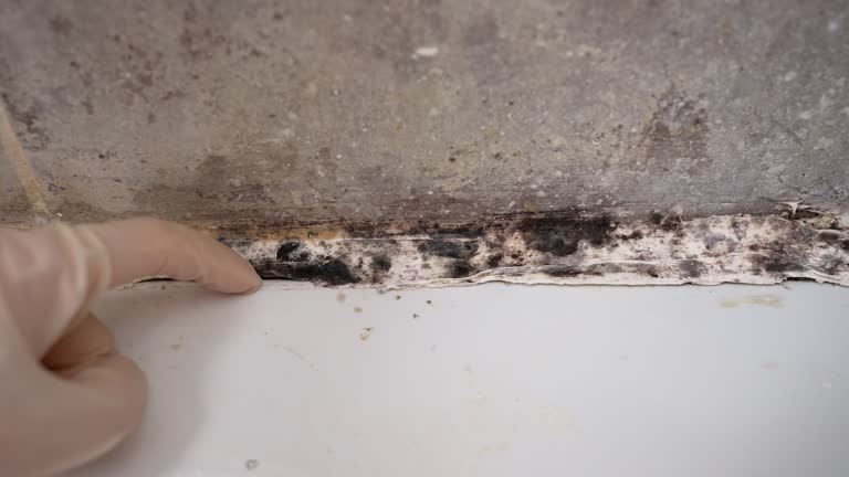 Reliable Hurlburt Field, FL Mold Removal Solutions